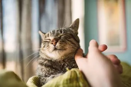 Alojamientos animal friendly