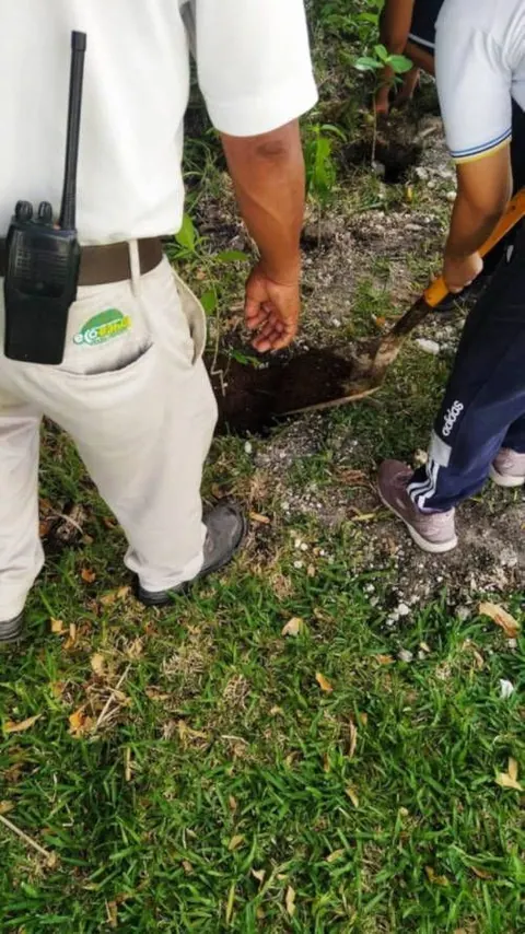 La Fundación Eco-Bahía celebra el día del árbol en México