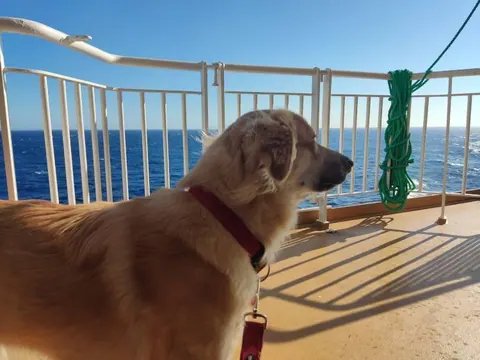 Ferri - viajar con mascotas