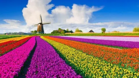 Kiwi.com - Holanda