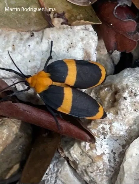 Tulum celebra la biodiversidad: Eco-Bahia lidera la participación en el Reto Naturalista Urbano 2025