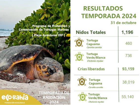 Crías de tortugas liberadas en Playa Aventuras DIF